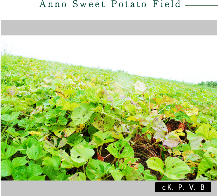 Anno Sweet Potato Field