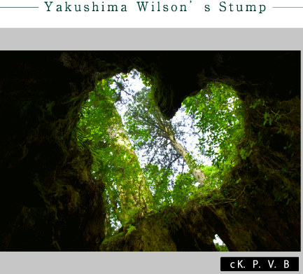 Yakushima Wilson’s Stump