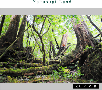 Yakusugi Land