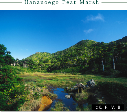 Hananoego Peat Marsh