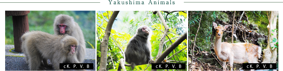 Yakushima Animals