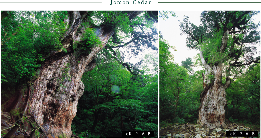 Jomon Cedar