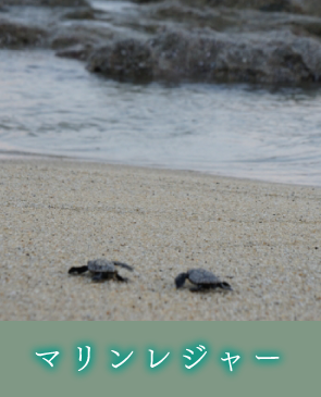 マリンレジャー