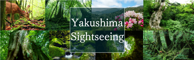 Yakushima Sightseeing