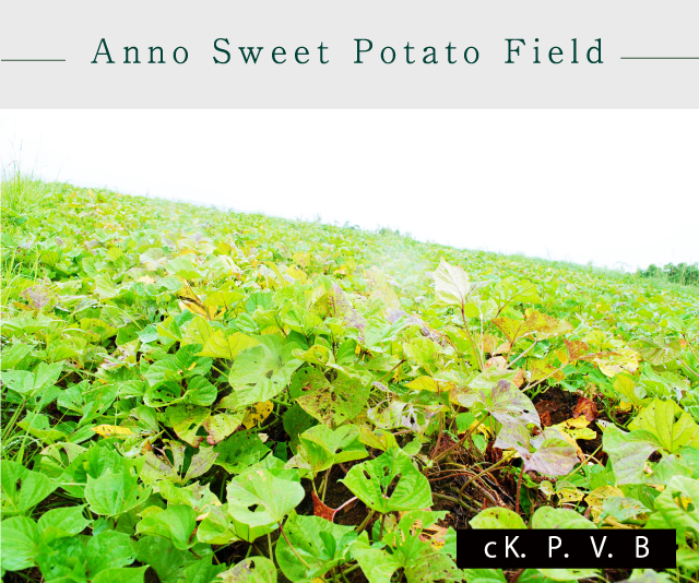 Anno Sweet Potato Field