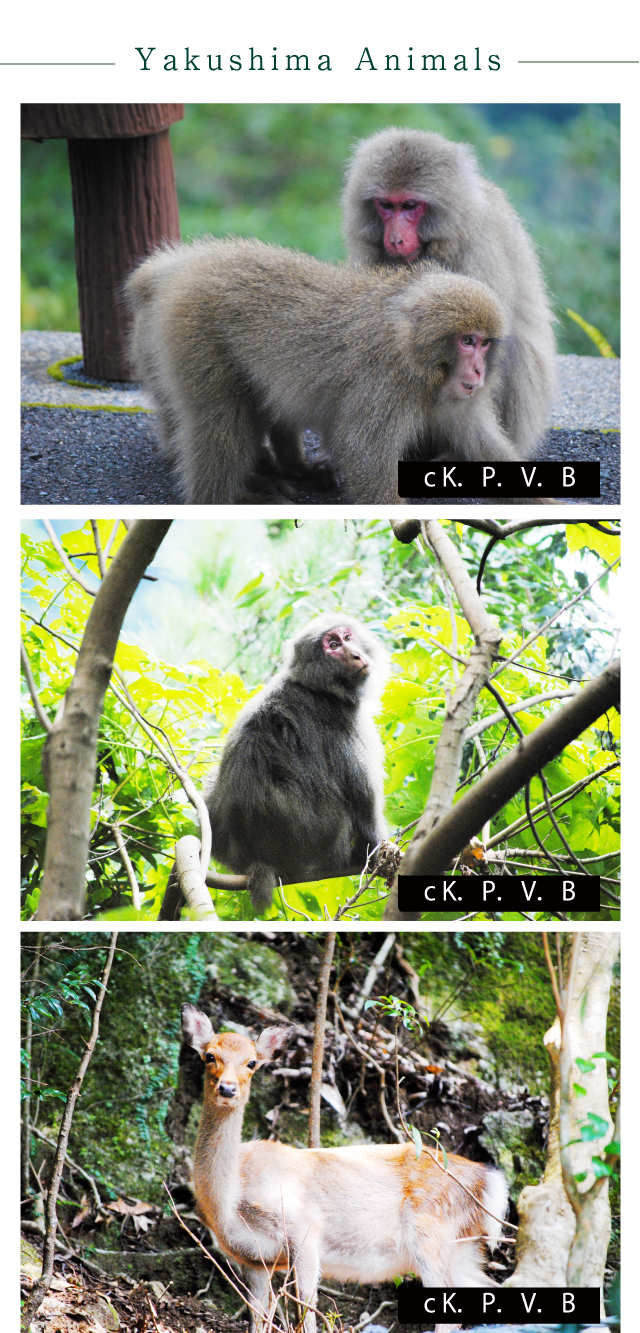 Yakushima Animals