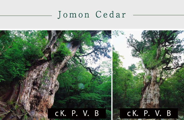Jomon Cedar