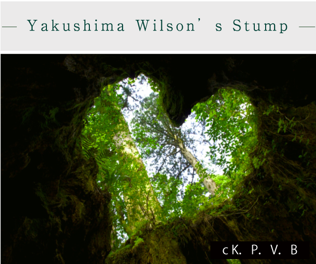 Yakushima Wilson’s Stump