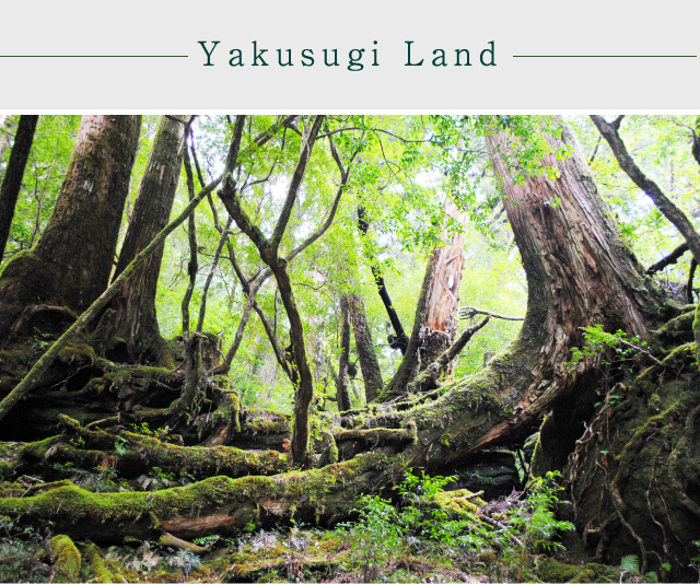 Yakusugi Land