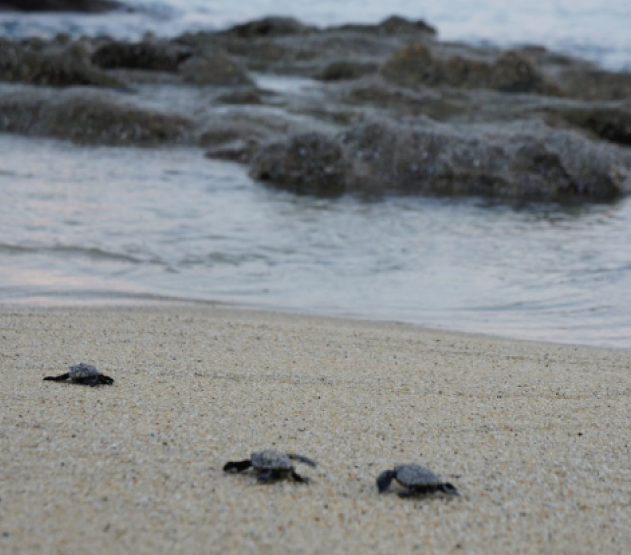 マリンレジャー