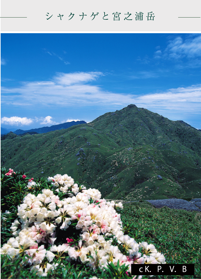 シャクナゲと宮之浦岳