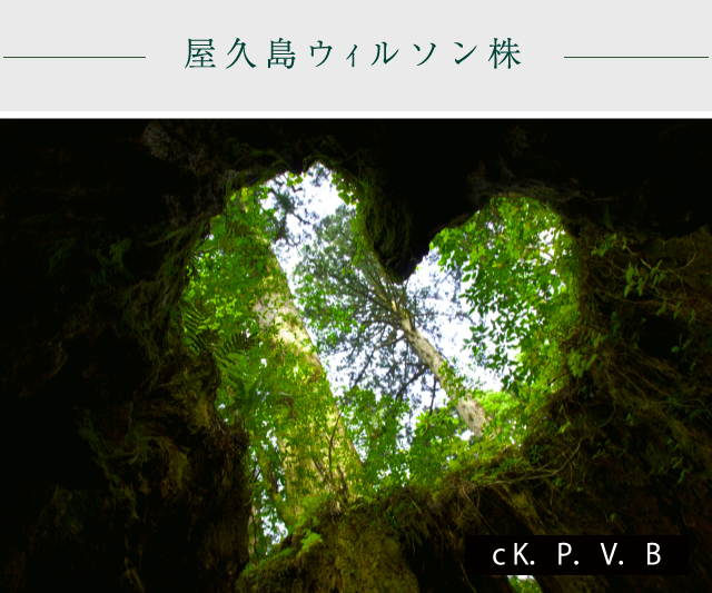 屋久島ウｨルソン株