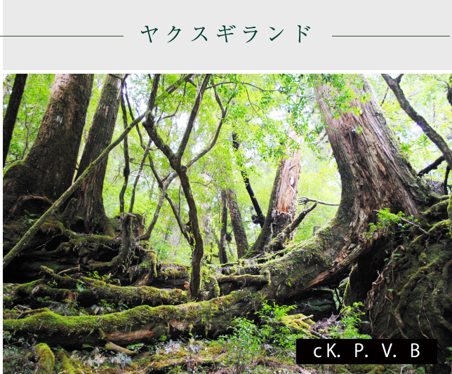 ヤクスギランド