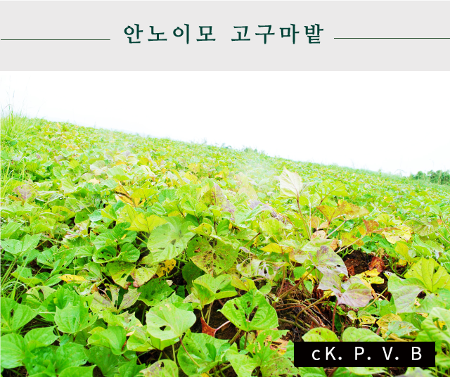 안노이모 고구마밭