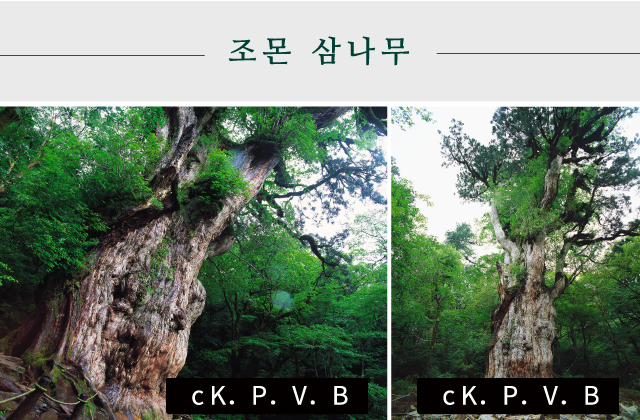 조몬 삼나무