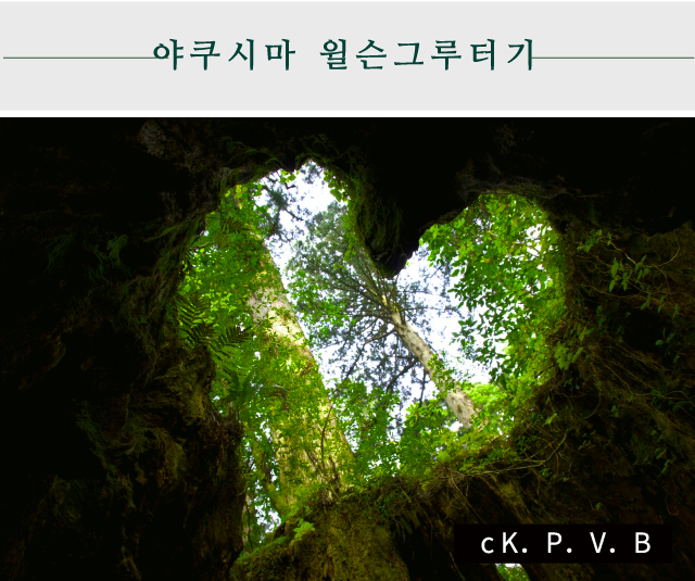 야쿠시마 윌슨그루터기