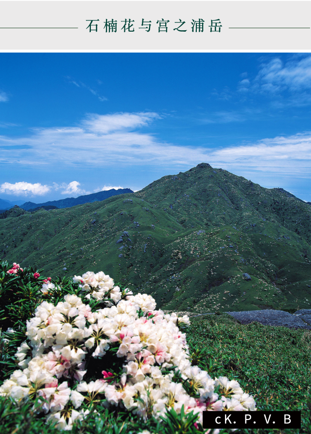 石楠花与宫之浦岳