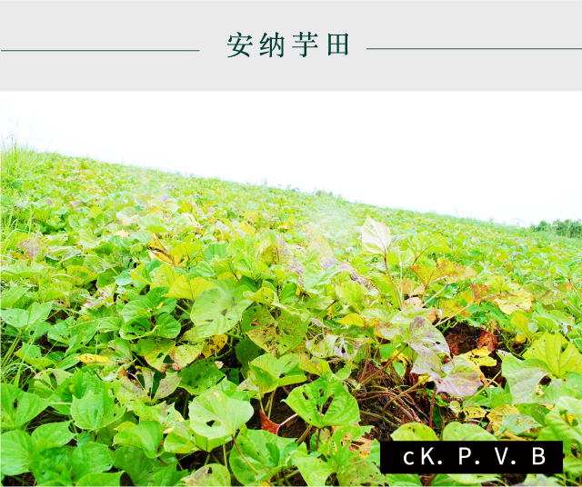 安纳芋田