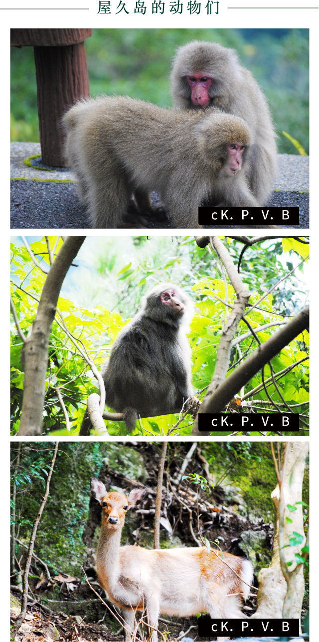 屋久岛的动物们