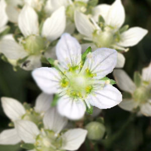 屋久島ウメバチソウ