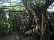 志戸子ガジュマル園