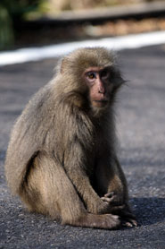 屋久猿