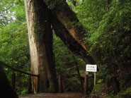 ヤクスギランド　くぐり杉