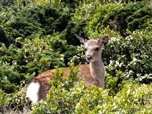 屋久鹿