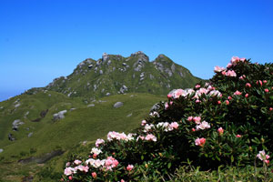 宮之浦岳とシャクナゲ