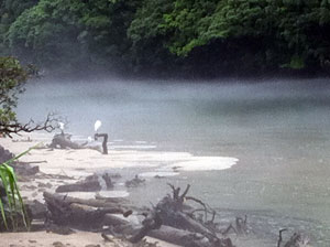 宮之浦川シラサギ
